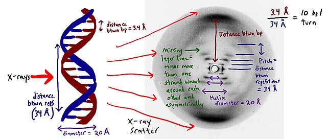 DNA structure