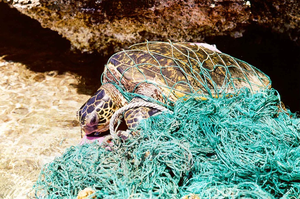 Turtle stuck in plastic