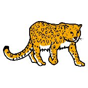 LEOPARDO