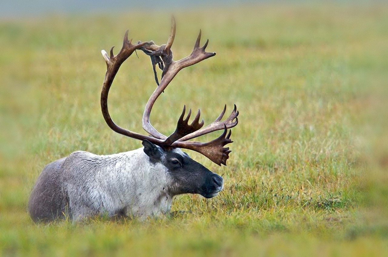 caribou