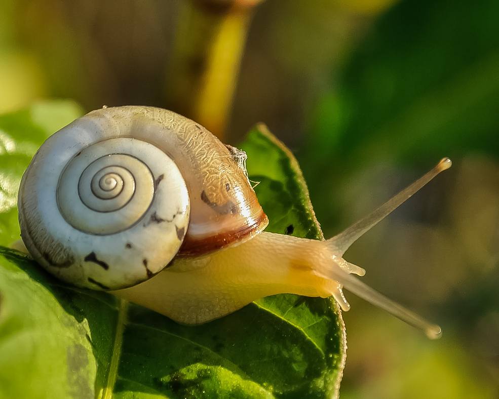 Caracol