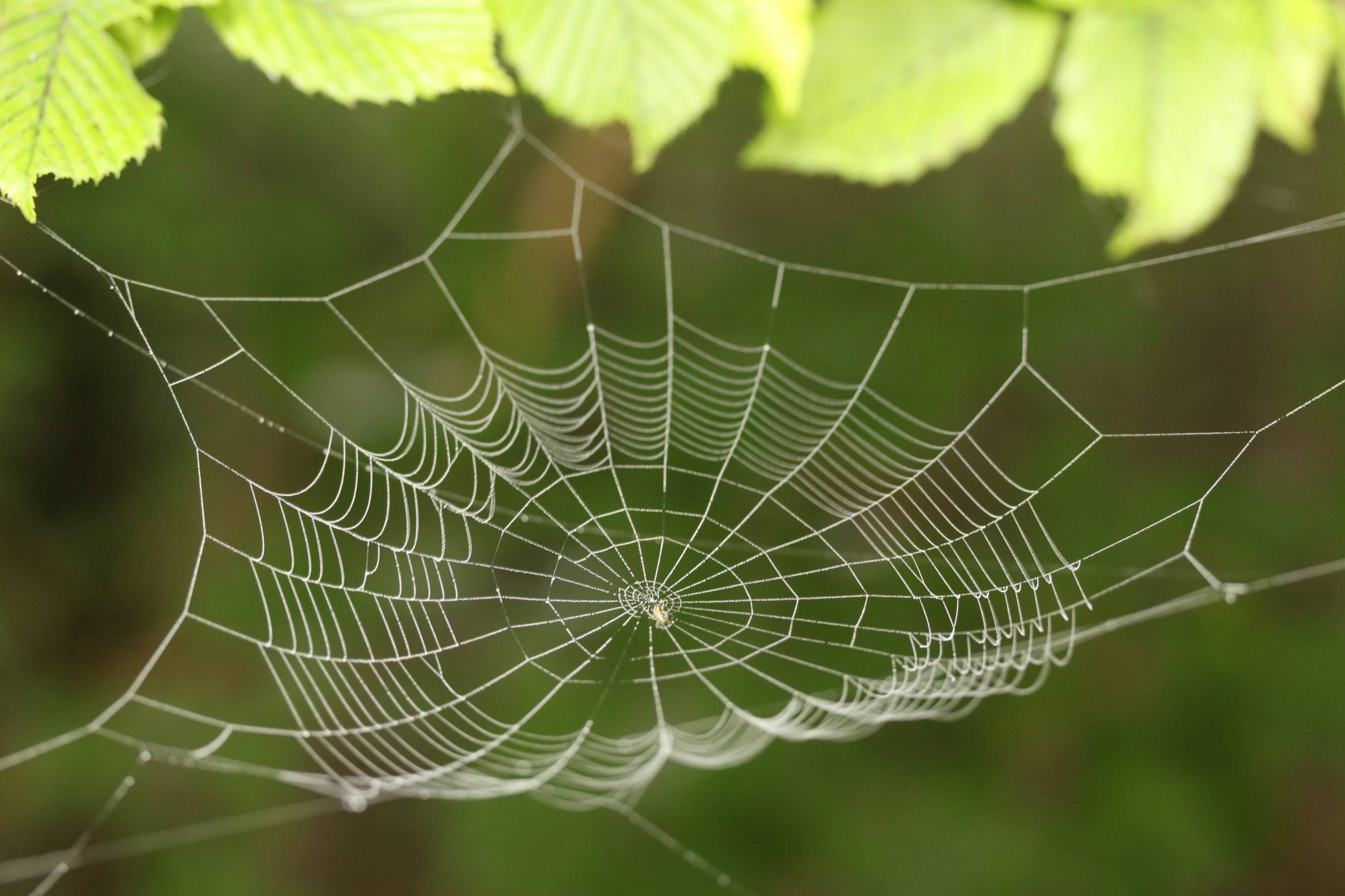 Tela de araña