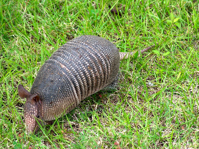 Armadillo - Auditorio Clyde (Glasgow)