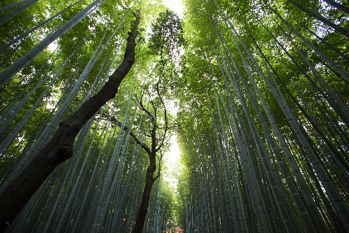 Bosque - La Sagrada Familia