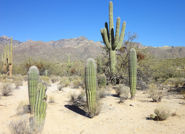 Cactus - Cactus Tower