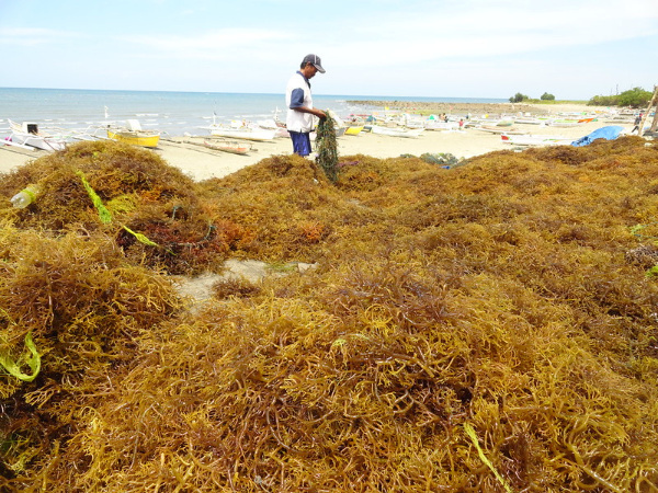 Secado de agar Secado de agar