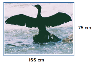 Cormorán