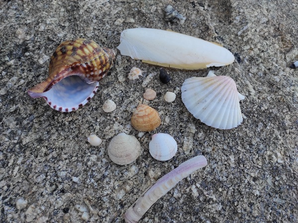Conchas naturales sobre una roca de una playa