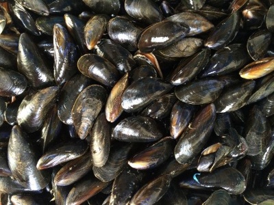 Mejillones