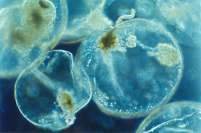 Noctiluca scintillans Noctiluca scintillans