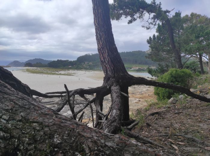 Raíces de un árbol en la playa