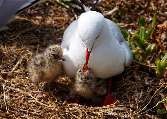 Gaviota con polluelos