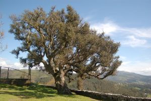 Bosque de alcornoques