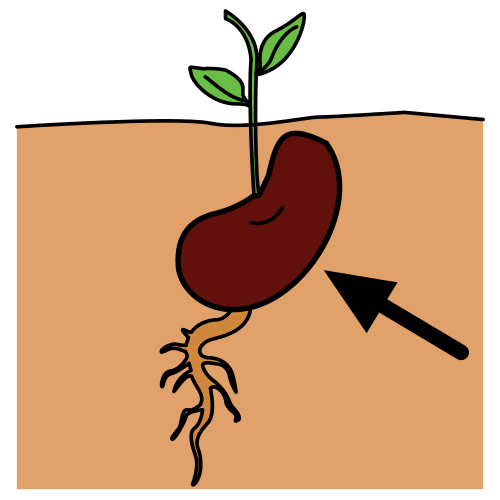 Semilla El Pictograma muestra una semilla