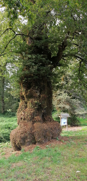Carballo grande del pazo de Cartelos Carballo grande del pazo de Cartelos