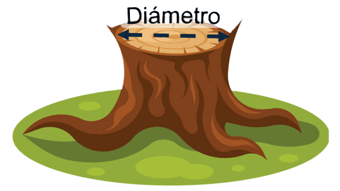 Diámetro de un árbol