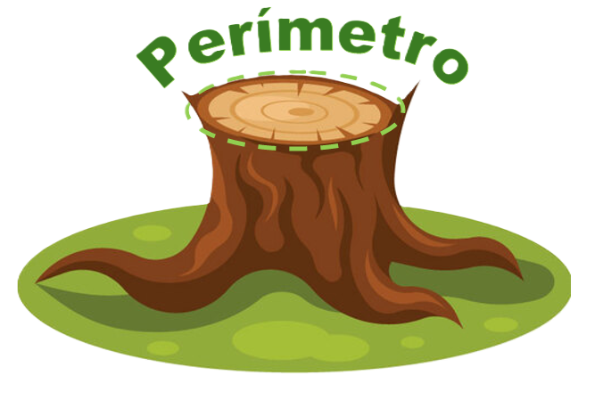 Perímetro del tronco de un árbol