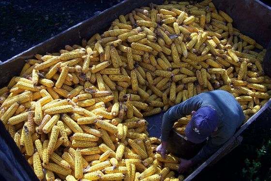 Remolque con mazorcas