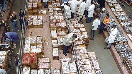 Marché de gros aux poissons MAROC