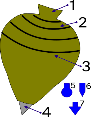 Debuxo onde están sinaladas as 4 partes da buxaina
