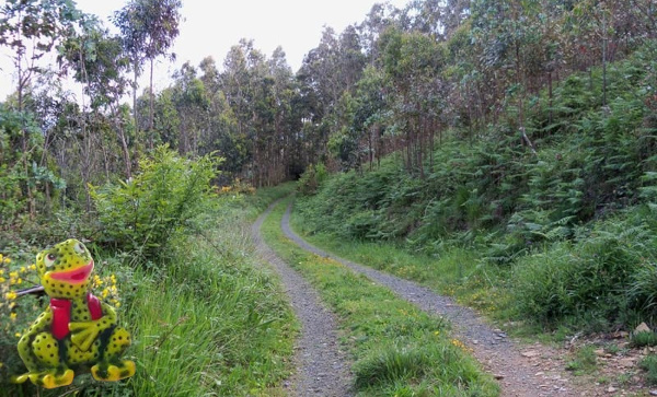 Camiño Fotografía dun camiño de terra entre vexetación