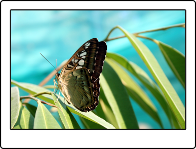 Macrofotografía de unha bolboreta