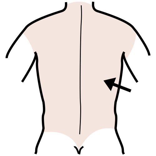 Ilustración que indica a situación do lombo no corpo humano