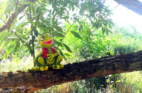 Un xogo viral Unha rá de madeira sobre unha rama dunha árbore