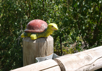 Fotografía dunha tartaruga de fantasía sobre un pao