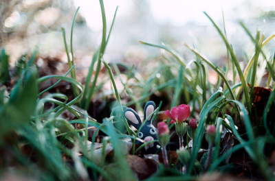 Fotografía dunha figura de coello agochado entre a herba