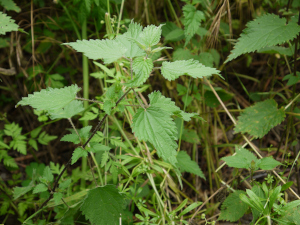 Ortiga Fotografía dunha ortiga