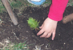 Reforestación Fotografía da plantación dunha árbore