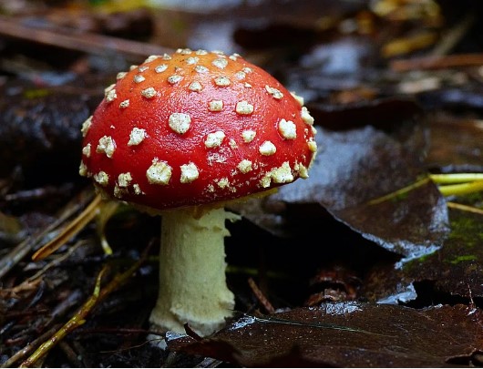 Imaxe dun cogomelo alucinóxeno
