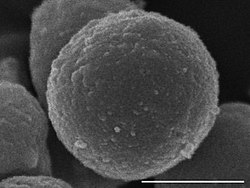 Imaxe dunha bacteria ao microscopio