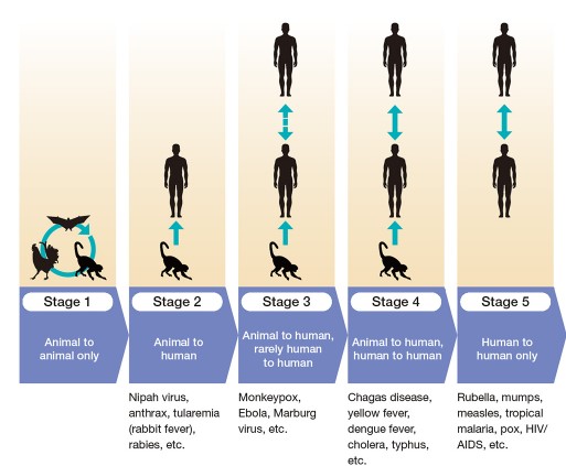 Esquema fases de transmisión en zoonoses