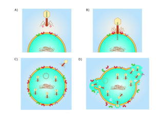 Ilustración do ciclo dun virus bacteriófago