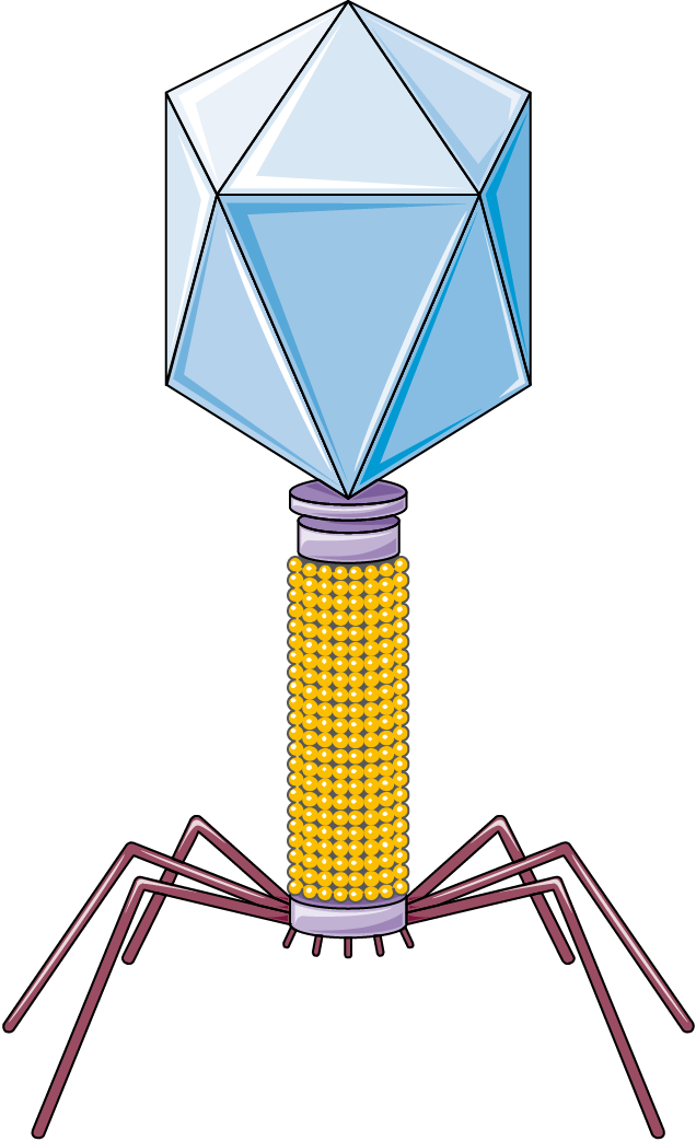 Ilustración dun virus bacteriófago