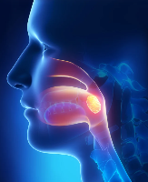 Ilustración da situación da amígdala