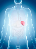 Ilustración da situación do bazo