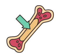 Ilustraciónd a medula ósea