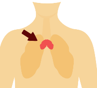 Ilustración da situción do timo