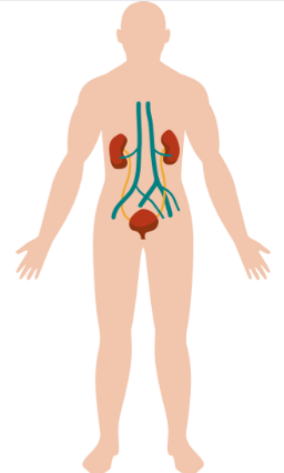 Imaxe do sistema urinario
