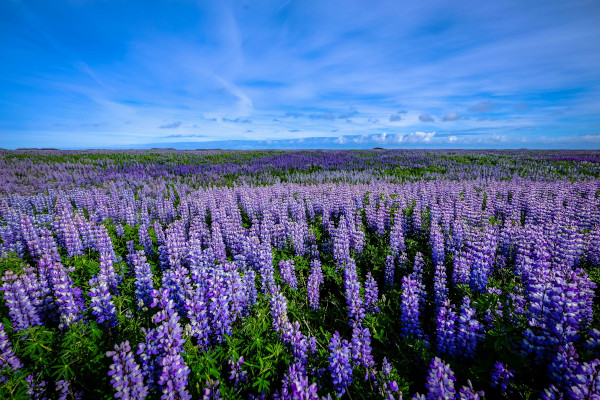 Campo de flor púrpura bajo un cielo azul Fotografía de un campo de flor púrpura bajo un cielo azul