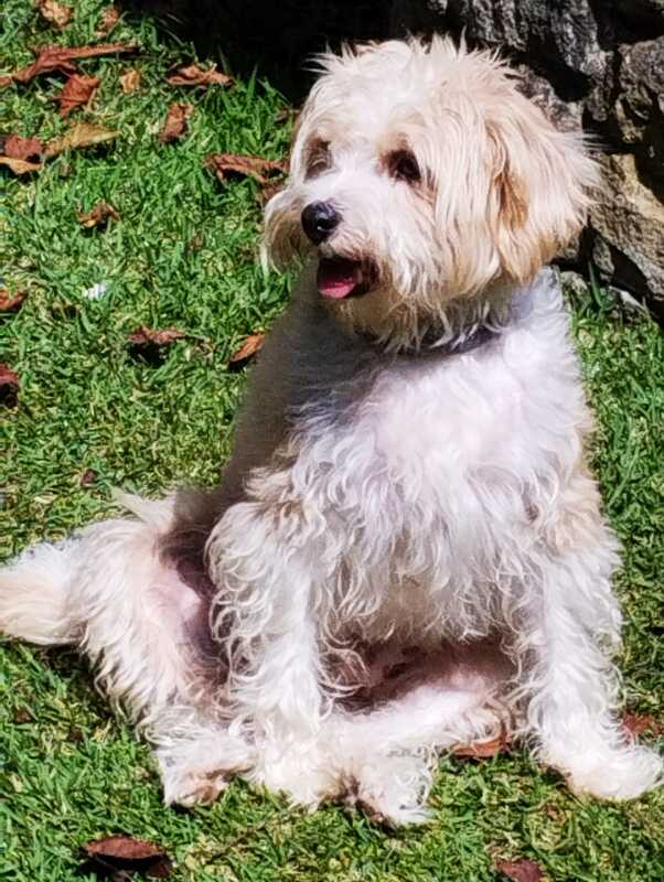 Perro sediento sentado