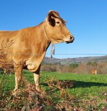 Vaca rubia mirando al horizonte