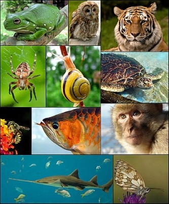 Collage de fotos de animales