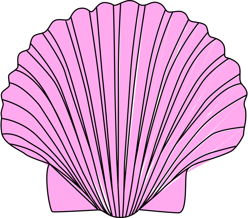 Debuxo dunha cuncha de vieira