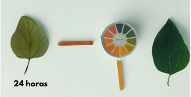 24 horas en ácido a 24 horas en ácido a