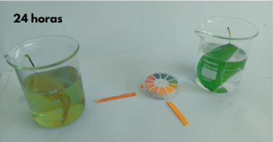 24 horas en ácido b 24 horas en ácido b