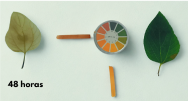 48 horas en ácido a 48 horas en ácido a